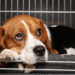 stray dogs